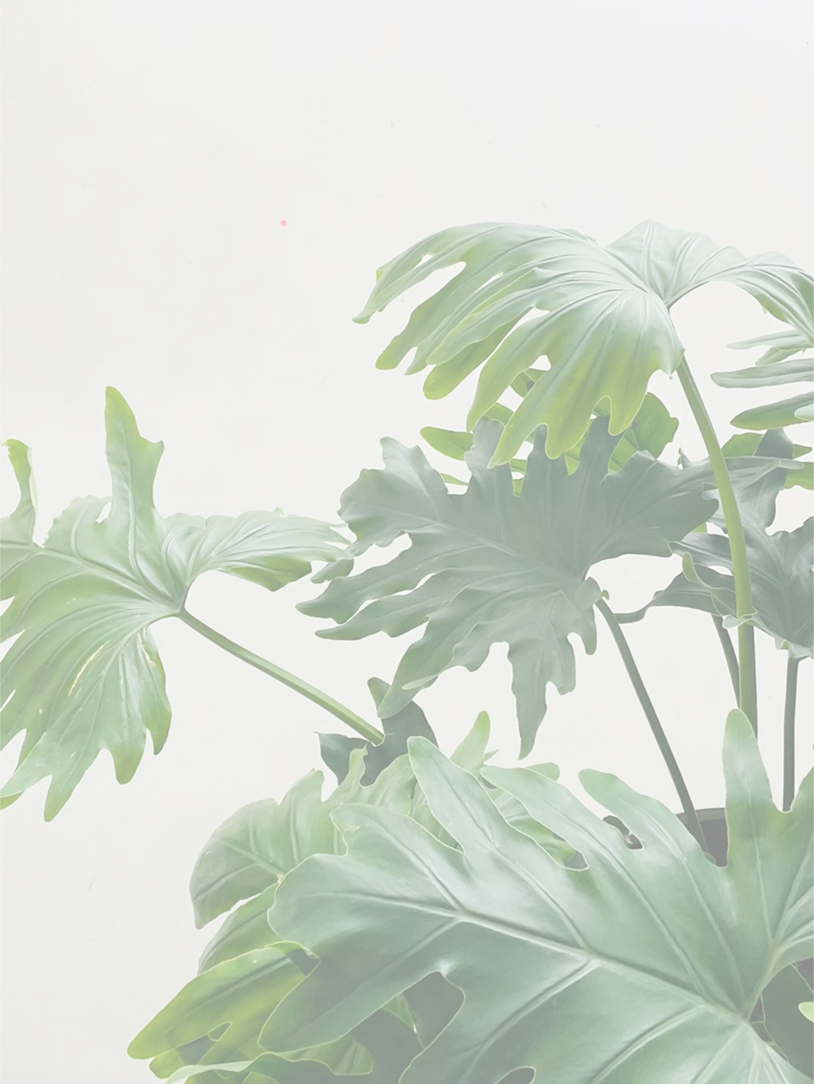 And Couture Candy Spring