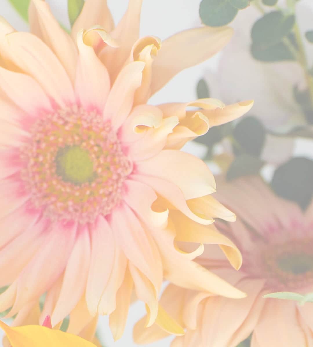 REDYAZEL レディアゼル 2024 Spring Collection