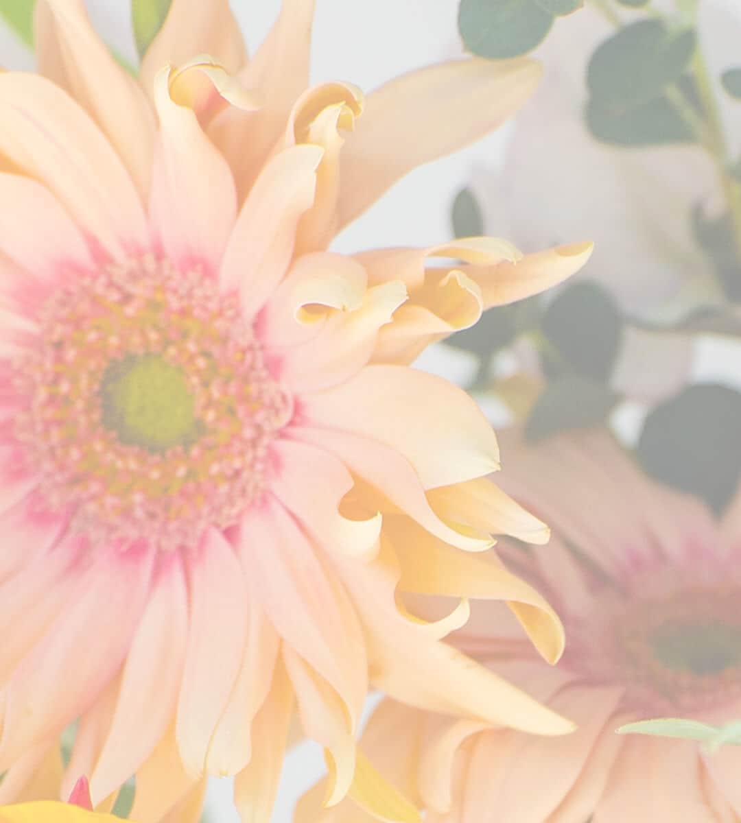 REDYAZEL レディアゼル 2024 Spring Collection